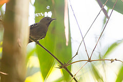 Epinecrophylla ornata