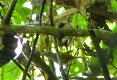 Epinecrophylla erythrura