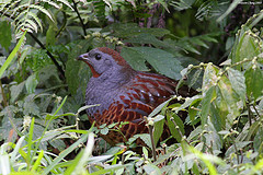 Bambusicola thoracicus