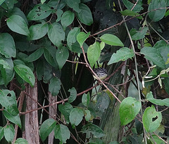 Myrmotherula brachyura