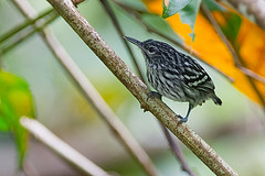 Myrmotherula surinamensis