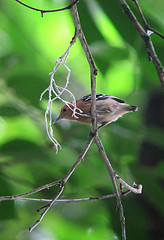 Myrmotherula pacifica