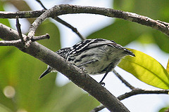 Myrmotherula cherriei