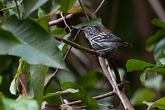 Myrmotherula klagesi