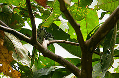 Myrmotherula longicauda