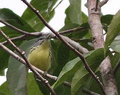 Myrmotherula ambigua