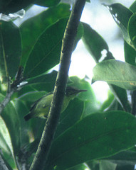 Myrmotherula sclateri