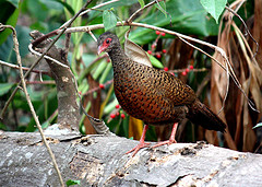 Galloperdix spadicea