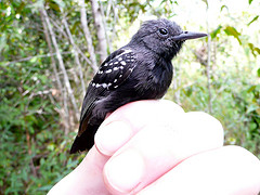 Myrmotherula axillaris