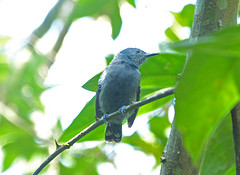 Myrmotherula luctuosa