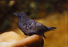 Myrmotherula schisticolor