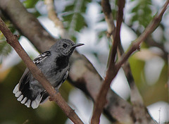 Myrmotherula urosticta