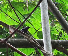 Myrmotherula iheringi