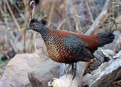 Galloperdix lunulata