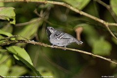 Myrmotherula menetriesii