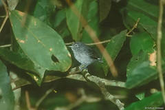 Myrmotherula assimilis