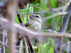 Myrmorchilus strigilatus