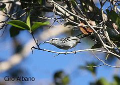 Herpsilochmus pileatus