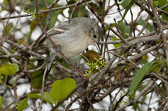 Herpsilochmus sellowi