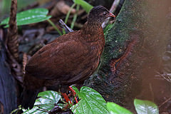 Galloperdix bicalcarata