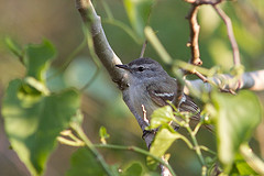 Herpsilochmus atricapillus