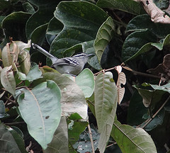 Herpsilochmus motacilloides