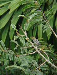 Herpsilochmus dugandi