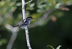 Herpsilochmus dorsimaculatus