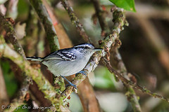 Herpsilochmus roraimae