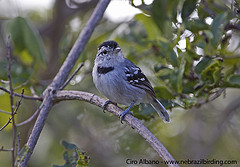 Herpsilochmus pectoralis