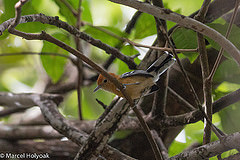 Herpsilochmus longirostris