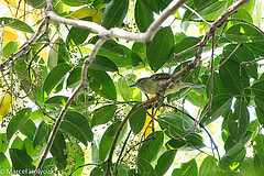 Herpsilochmus rufimarginatus