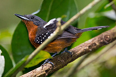 Microrhopias quixensis