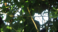 Formicivora erythronotos