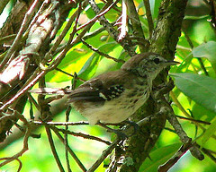 Formicivora intermedia