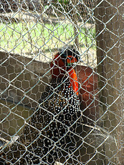 Tragopan melanocephalus