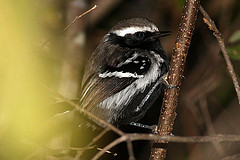 Formicivora melanogaster