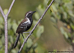 Formicivora grantsaui