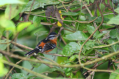 Drymophila ferruginea