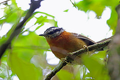 Drymophila rubricollis