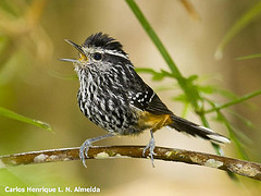 Drymophila ochropyga