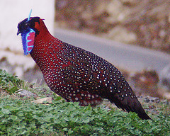 Tragopan satyra