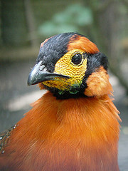 Tragopan blythii