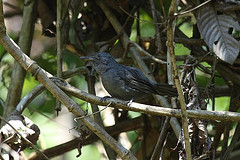 Cercomacra cinerascens