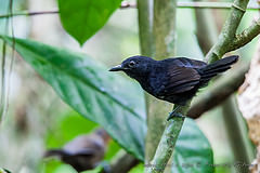 Cercomacra nigrescens