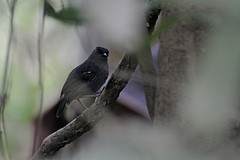 Cercomacra fuscicauda