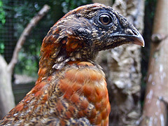Tragopan temminckii