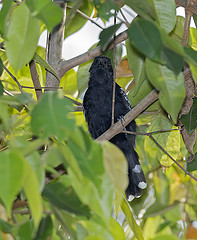 Cercomacra nigricans