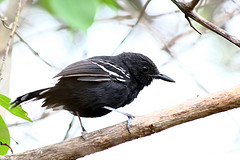 Cercomacra carbonaria