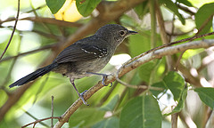 Cercomacra melanaria